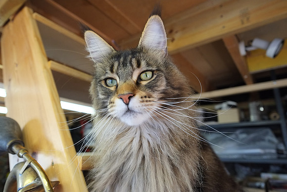 George like to help in the garage.
