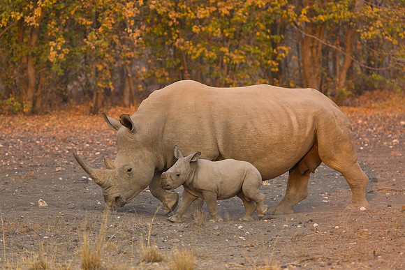 White Rhino with calf