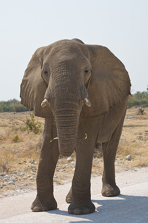 Bull elephant in Etosha, Namibia