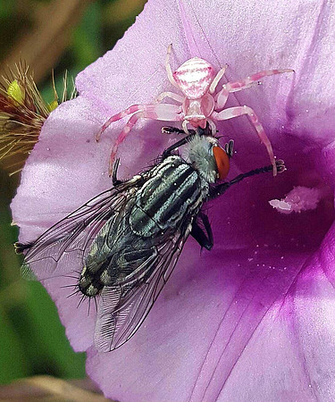 Hand to hand combat....spider won..hands down.