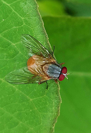 Amazing to see....How flies glitter like jewels in the morning light...