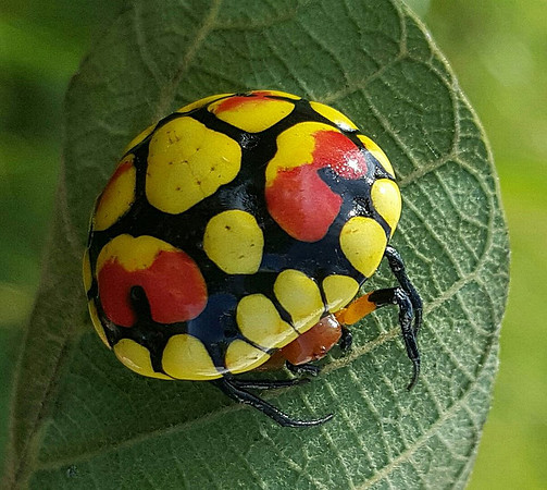 There's always someone imitating someone else. . . A Spider imitating a Ladybug..how cool is that?