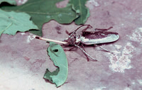 Arsonist Bug