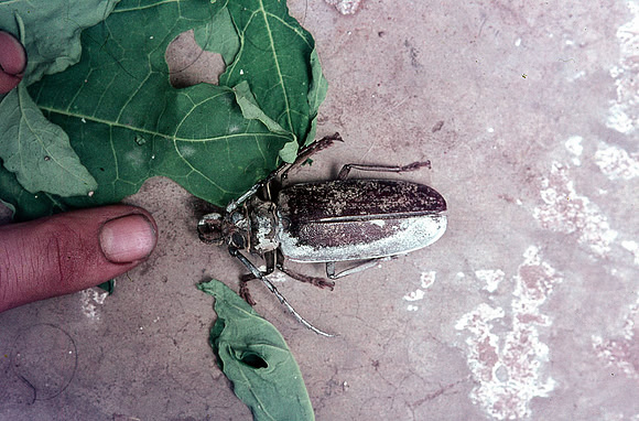 Big bug