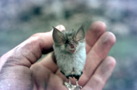 Bat