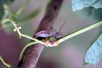 Aphid