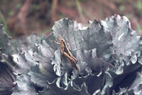 Grasshopper or lonely locust having lunch!