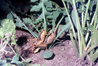 How locusts are made