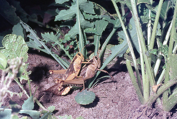 How locusts are made