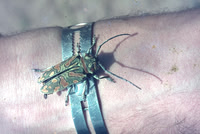 A bug to watch out for