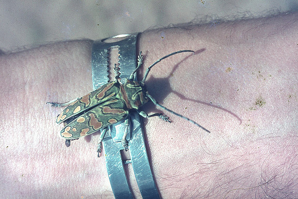 A bug to watch out for