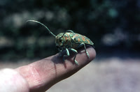 Dirty finger bug