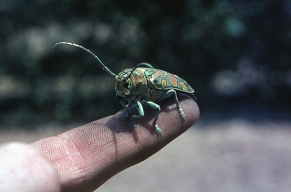 Dirty finger bug