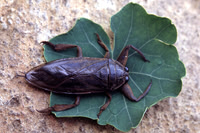 Big Bug