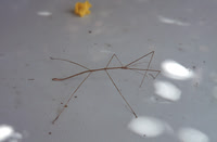 Stick insect