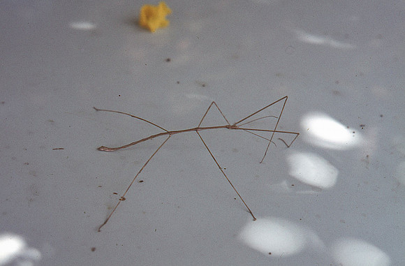 Stick insect