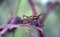 Grasshopper