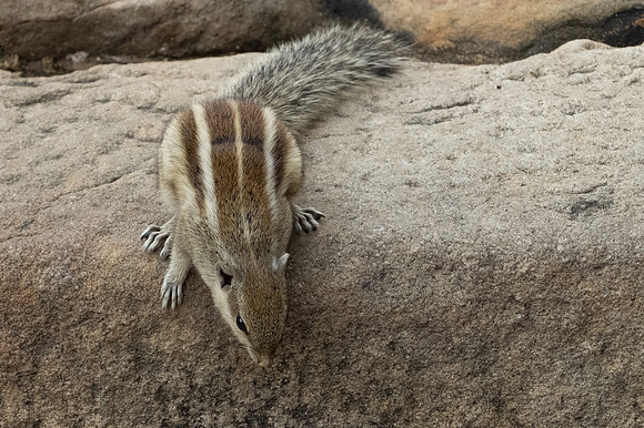 Indian Palm Squirrel