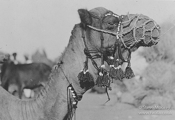 Camel