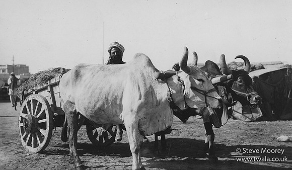 Bullock cart