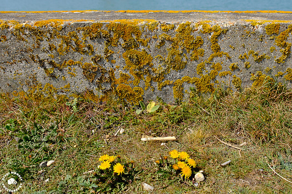 They call me me mellow yellow - quite lichen.