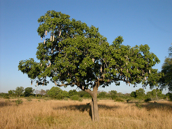 Sausage Tree