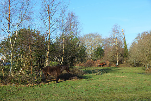 New Forest pony